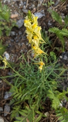 Linaria vulgaris
