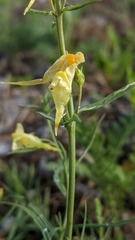 Linaria vulgaris