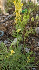 Linaria vulgaris