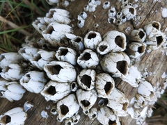 Amphibalanus eburneus