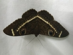 Cyligramma latona