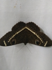 Cyligramma latona