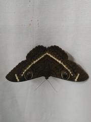 Cyligramma latona