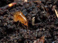 Arcitalitrus sylvaticus