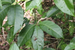Melicope elleryana