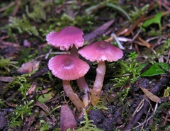 Hygrocybe iropus