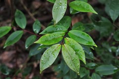 Pilidiostigma glabrum