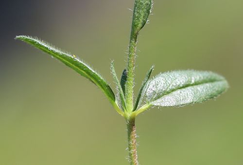 Paprastasis saulenis nuotrauka