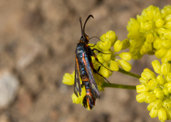 Synanthedon polygoni