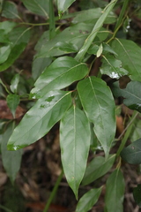 Cryptocarya glaucescens