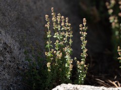 Galium parishii