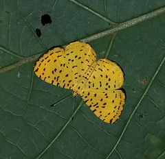 Argyrogrammana stilbe