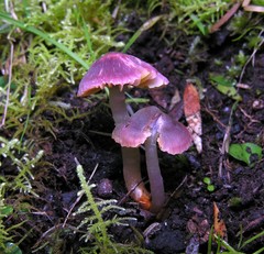 Hygrocybe iropus