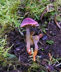 Hygrocybe iropus