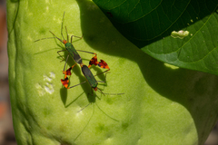 Anisoscelis foliaceus