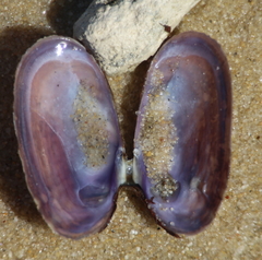 Hiatula