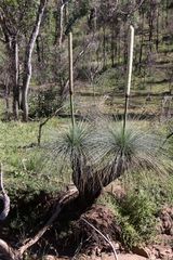 Xanthorrhoea glauca