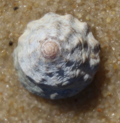 Bembicium
