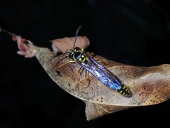 Eustenogaster micans