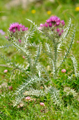 Carduus carlinoides