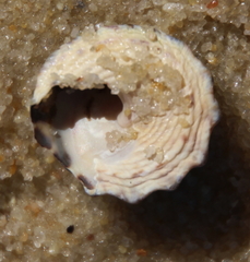 Bembicium