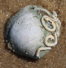 Pseudarcopagia decora