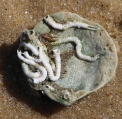 Pseudarcopagia decora