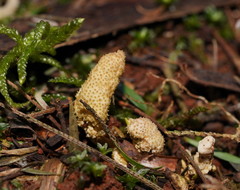 Cordyceps cranstounii