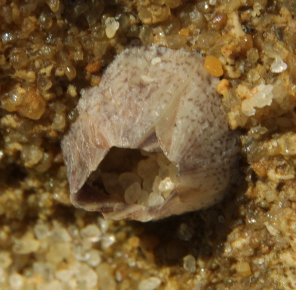 Amphibalanus poecilotheca
