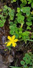 Hypericum nummularium