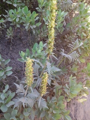 Pedicularis bracteosa