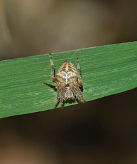 Araneus