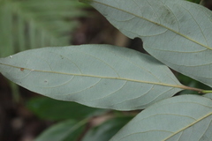 Cryptocarya glaucescens