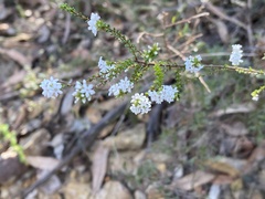 Leucopogon microphyllus