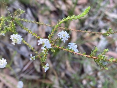 Leucopogon microphyllus
