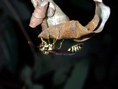 Eustenogaster micans