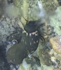 Leconectes striatellus