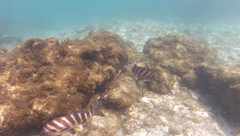 Chirodactylus spectabilis