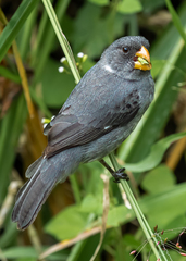 Grey Seedeater photo 2