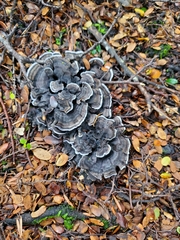 Phellodon sinclairii