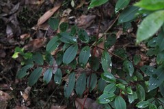 Pilidiostigma glabrum