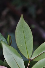 Pilidiostigma glabrum