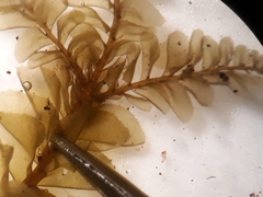 Plagiochila subfasciculata