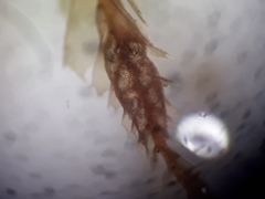 Plagiochila subfasciculata