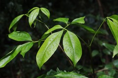 Melicope elleryana
