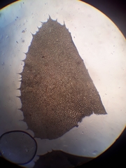 Plagiochila subfasciculata