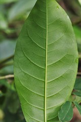 Melicope elleryana