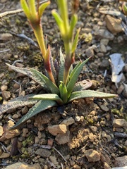 Bergeranthus multiceps