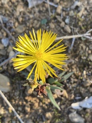 Bergeranthus multiceps