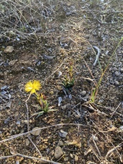 Bergeranthus multiceps